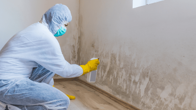 Utah Mold Removers: Premier Mold Removal and Remediation Services in Salt Lake City